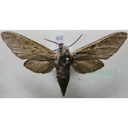 Sphinx pinastri (Linnaeus, 1758) Zawisak borowiec Czech81f